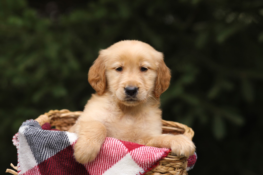 Gregory Image of Gregory, a Golden Retriever puppy