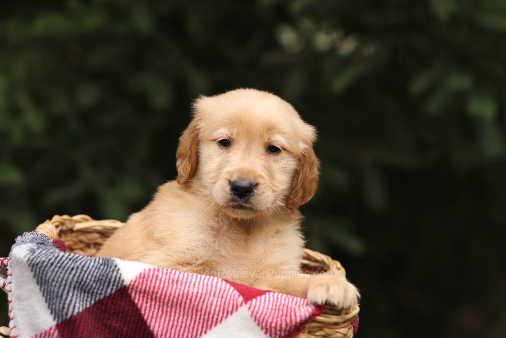 Gregory Image of Gregory, a Golden Retriever puppy