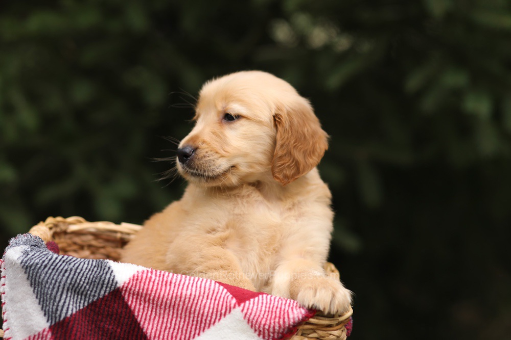 Gregory Image of Gregory, a Golden Retriever puppy