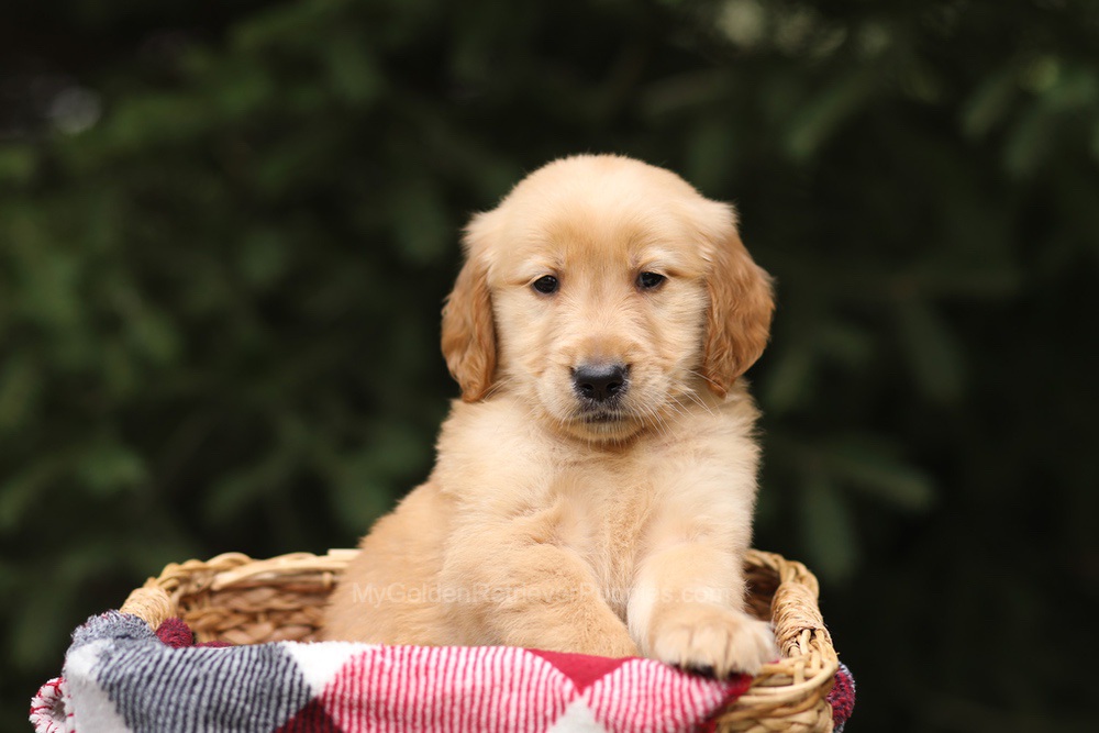 Gregory Image of Gregory, a Golden Retriever puppy