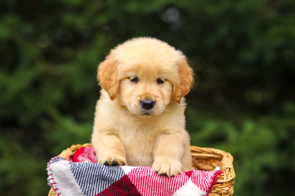 Gretta Image of Gretta, a Golden Retriever puppy