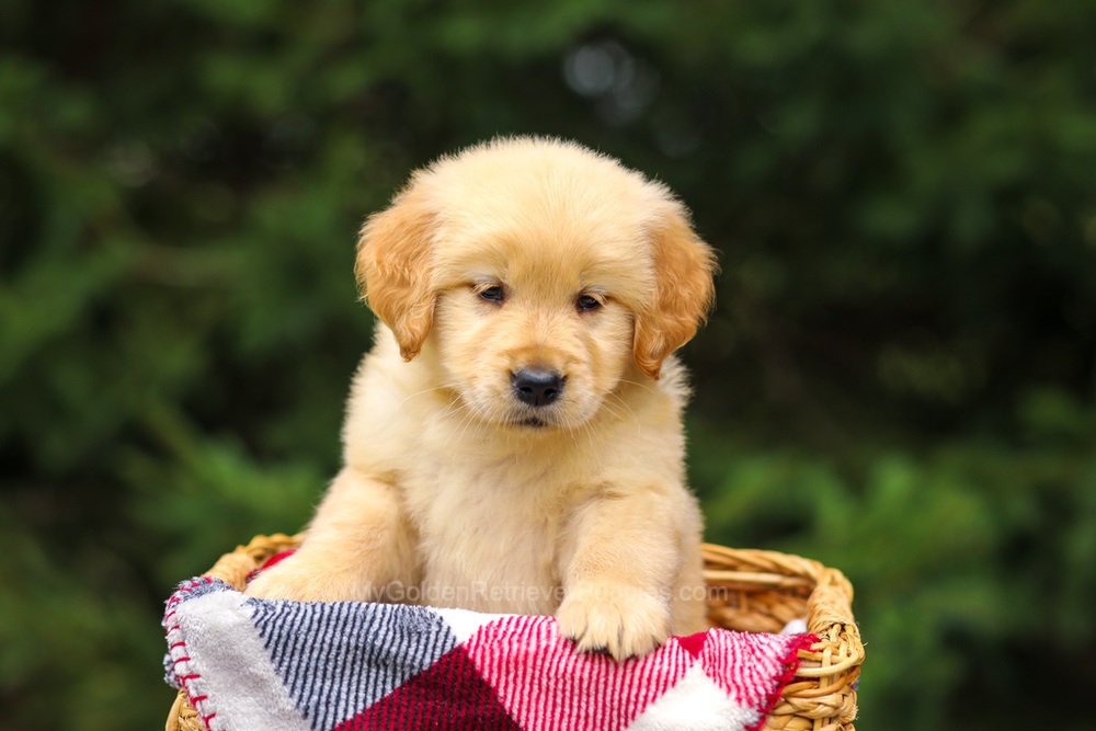 Gretta Image of Gretta, a Golden Retriever puppy