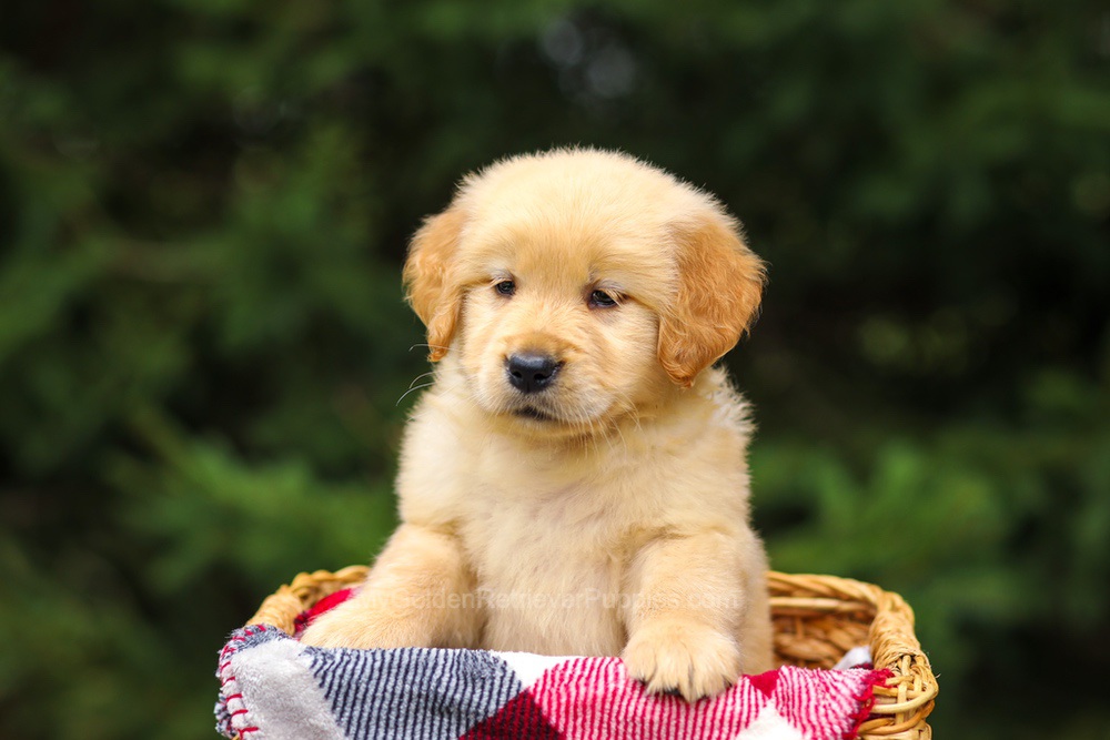 Gretta Image of Gretta, a Golden Retriever puppy