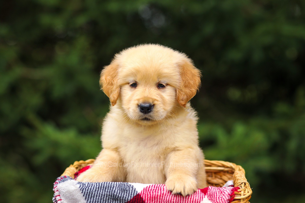 Gretta Image of Gretta, a Golden Retriever puppy
