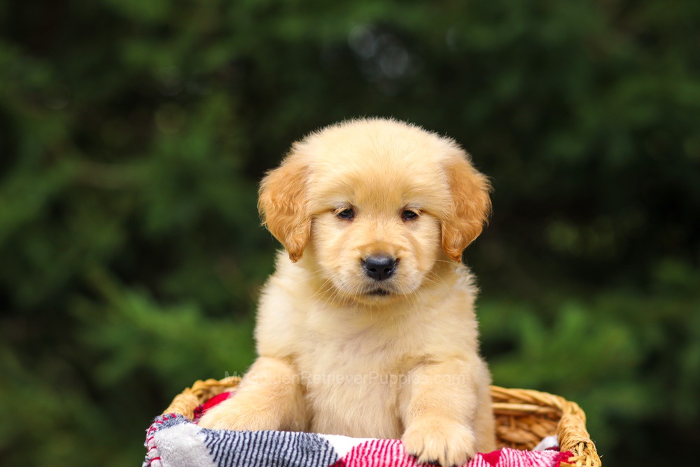Gretta Image of Gretta, a Golden Retriever puppy