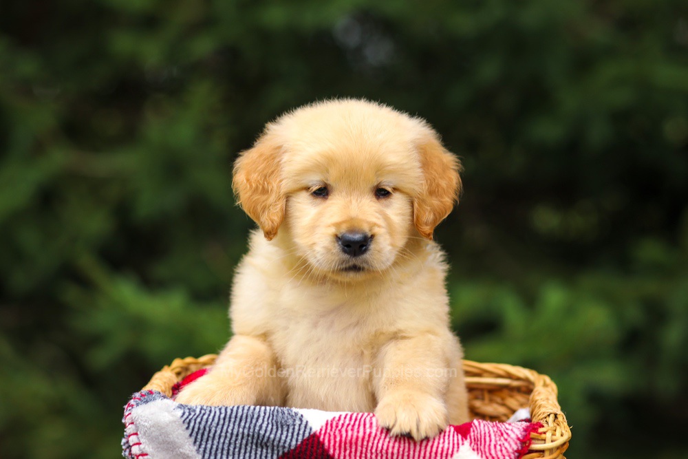 Gretta Image of Gretta, a Golden Retriever puppy