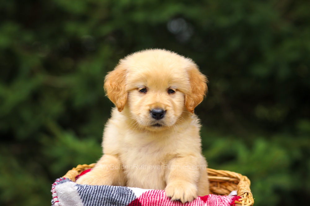 Gretta Image of Gretta, a Golden Retriever puppy