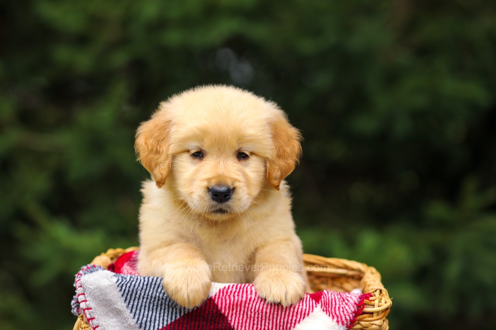 Gretta Image of Gretta, a Golden Retriever puppy