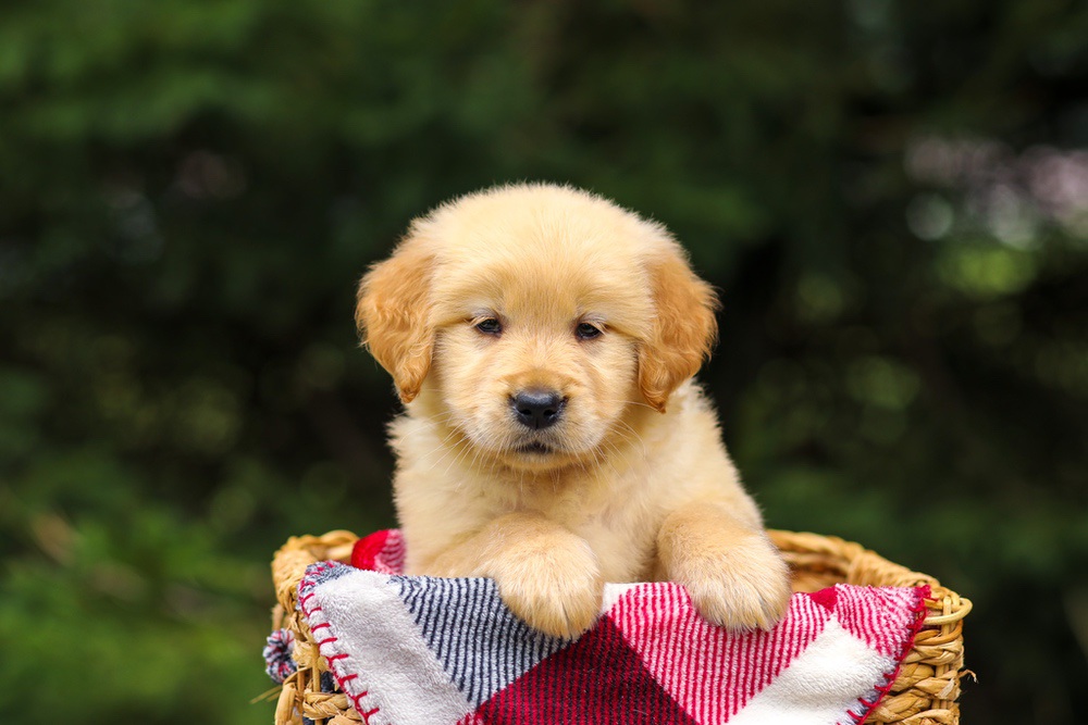 Gretta Image of Gretta, a Golden Retriever puppy