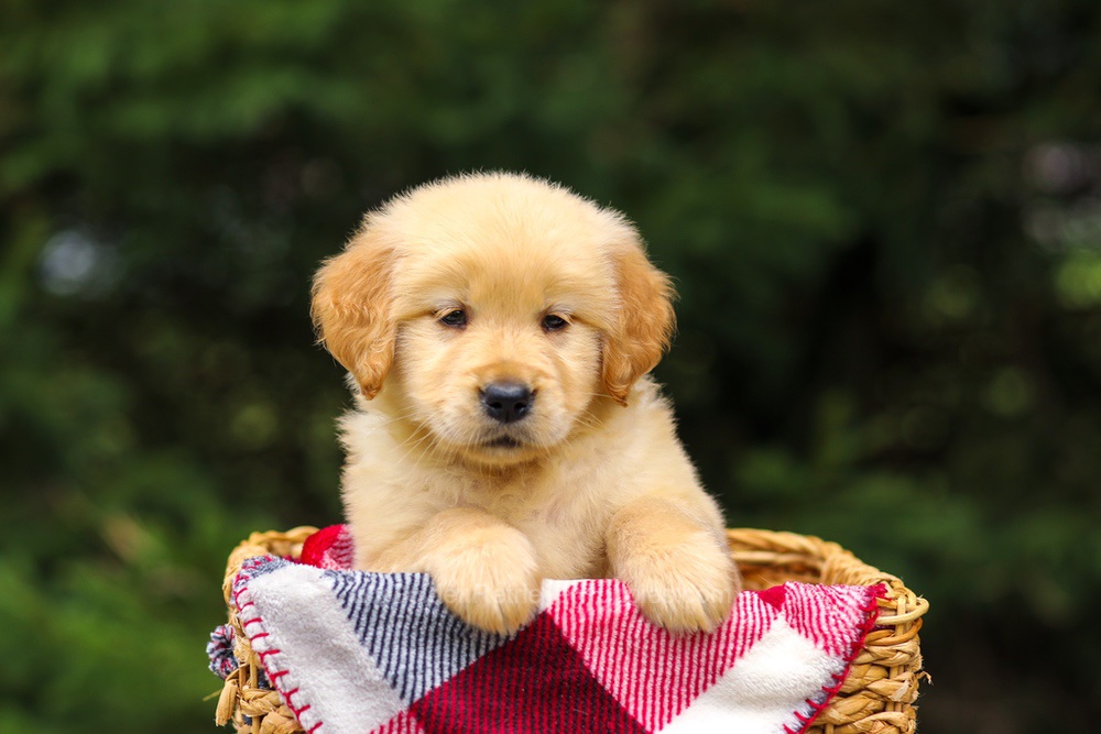 Gretta Image of Gretta, a Golden Retriever puppy