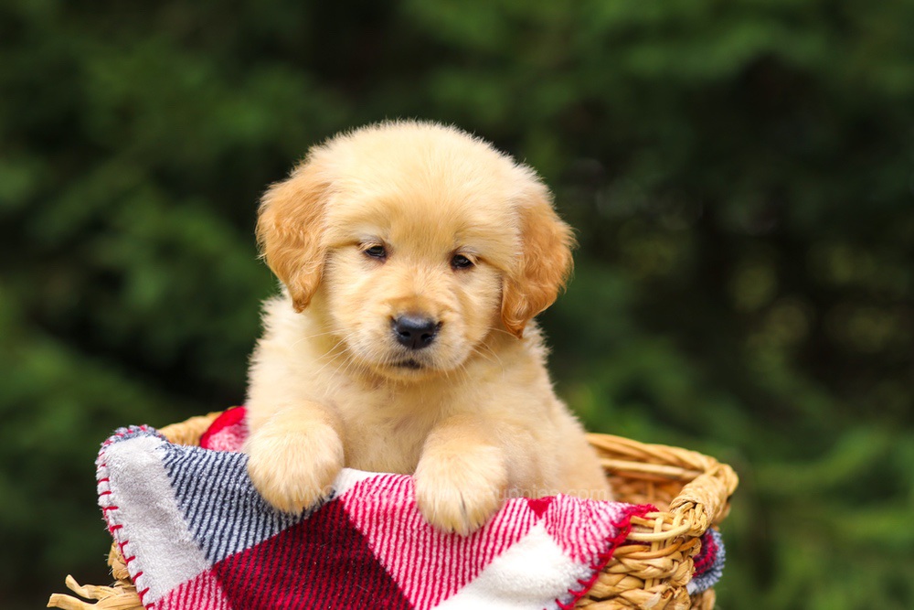 Gretta Image of Gretta, a Golden Retriever puppy
