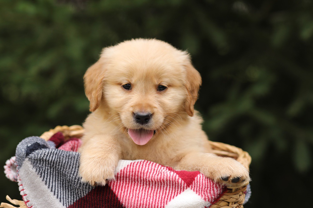 Gunner Image of Gunner, a Golden Retriever puppy