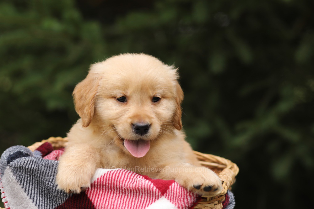 Gunner Image of Gunner, a Golden Retriever puppy