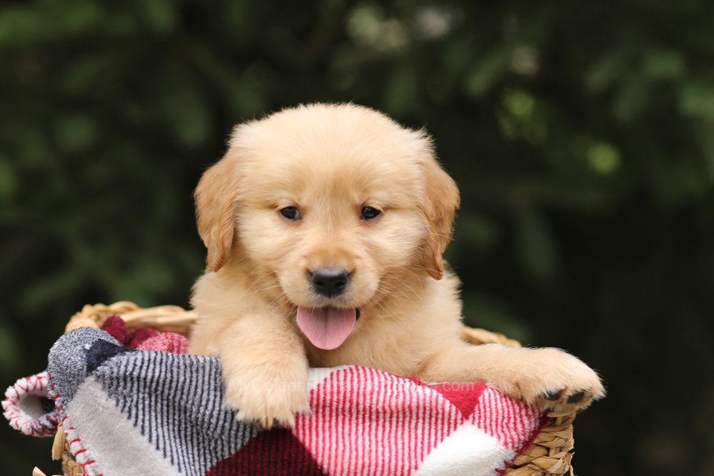 Gunner Image of Gunner, a Golden Retriever puppy