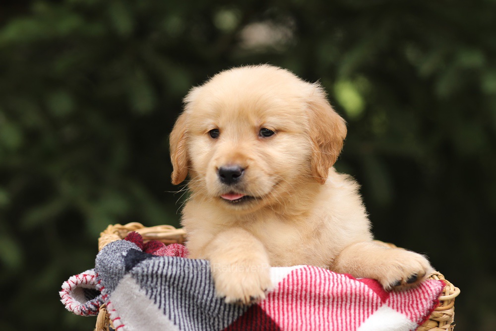 Gunner Image of Gunner, a Golden Retriever puppy