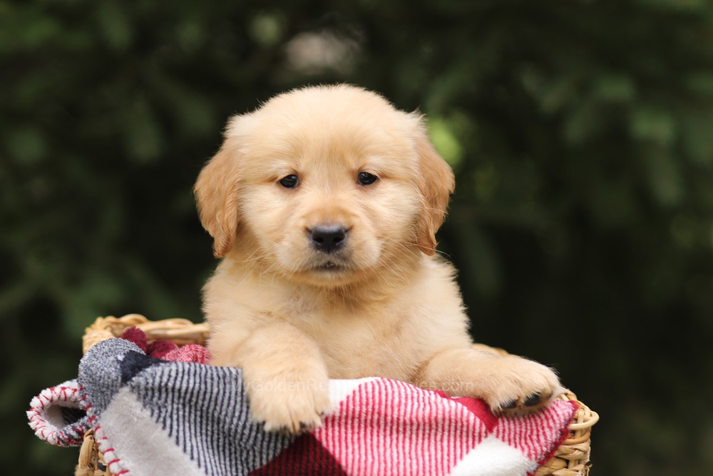 Gunner Image of Gunner, a Golden Retriever puppy
