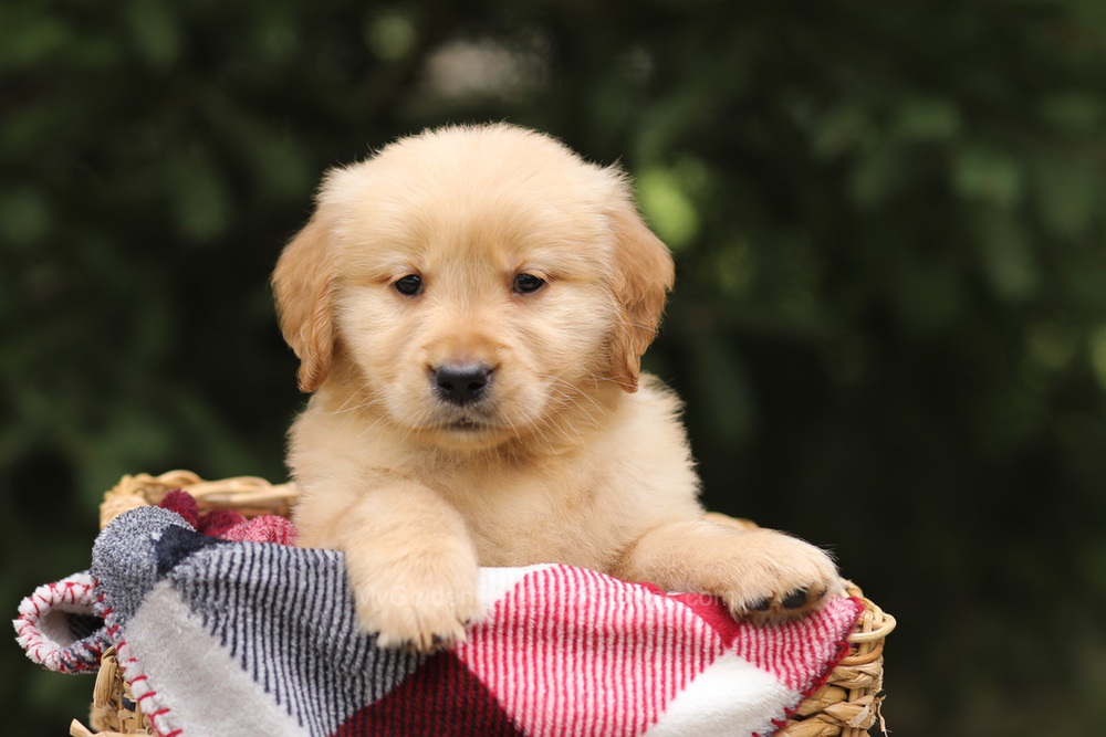 Gunner Image of Gunner, a Golden Retriever puppy