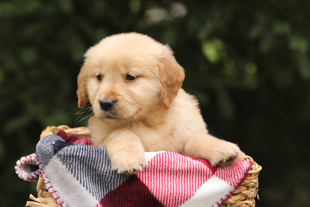 Gunner Image of Gunner, a Golden Retriever puppy