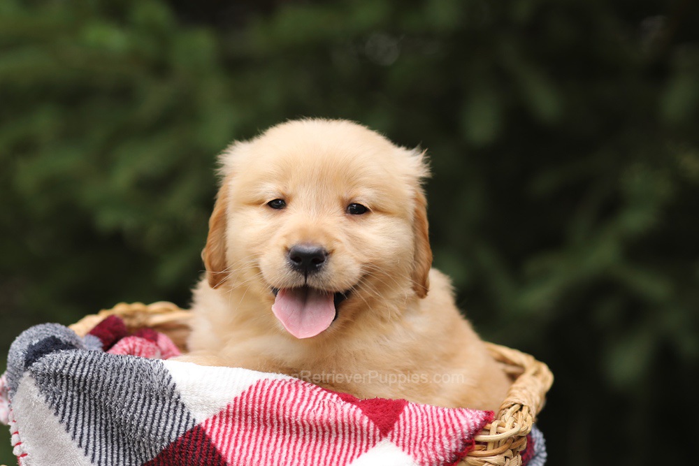 Gunner Image of Gunner, a Golden Retriever puppy