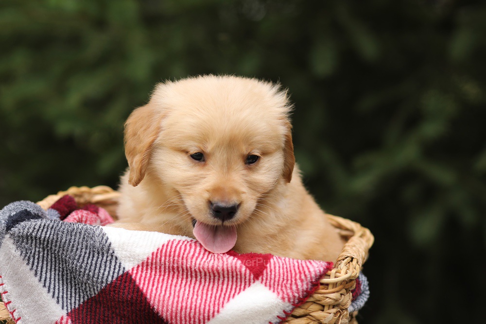 Gunner Image of Gunner, a Golden Retriever puppy