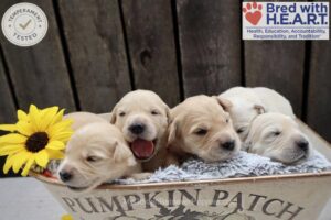 Image of Personality Tested 🍂 Sept 1, a Golden Retriever puppy