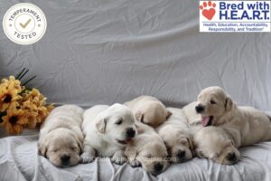 Image of Personality Tested 🍂 Sept 17, a Golden Retriever puppy