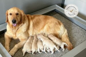 Image of Personality Tested 🍂 Sept 17, a Golden Retriever puppy