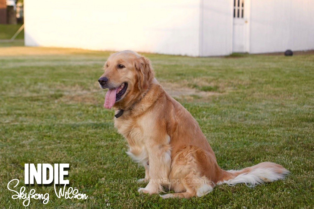 Montae ❤️ Indie - Aug 24 Image of Montae ❤️ Indie - Aug 24, a Golden Retriever puppy