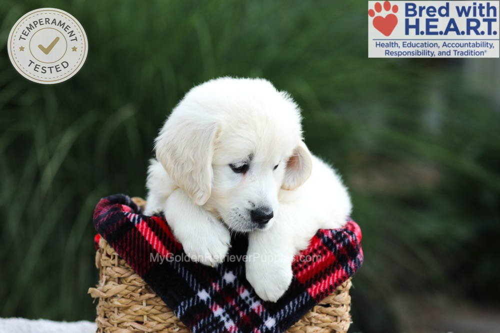 Leo Image of Leo, a Golden Retriever puppy