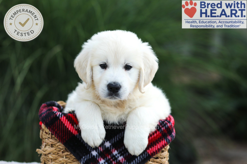 Leo Image of Leo, a Golden Retriever puppy