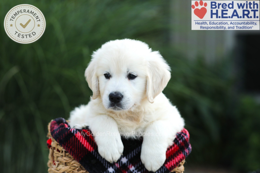 Leo Image of Leo, a Golden Retriever puppy