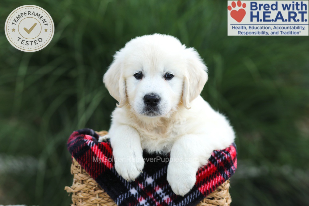 Leo Image of Leo, a Golden Retriever puppy