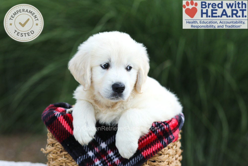 Leo Image of Leo, a Golden Retriever puppy