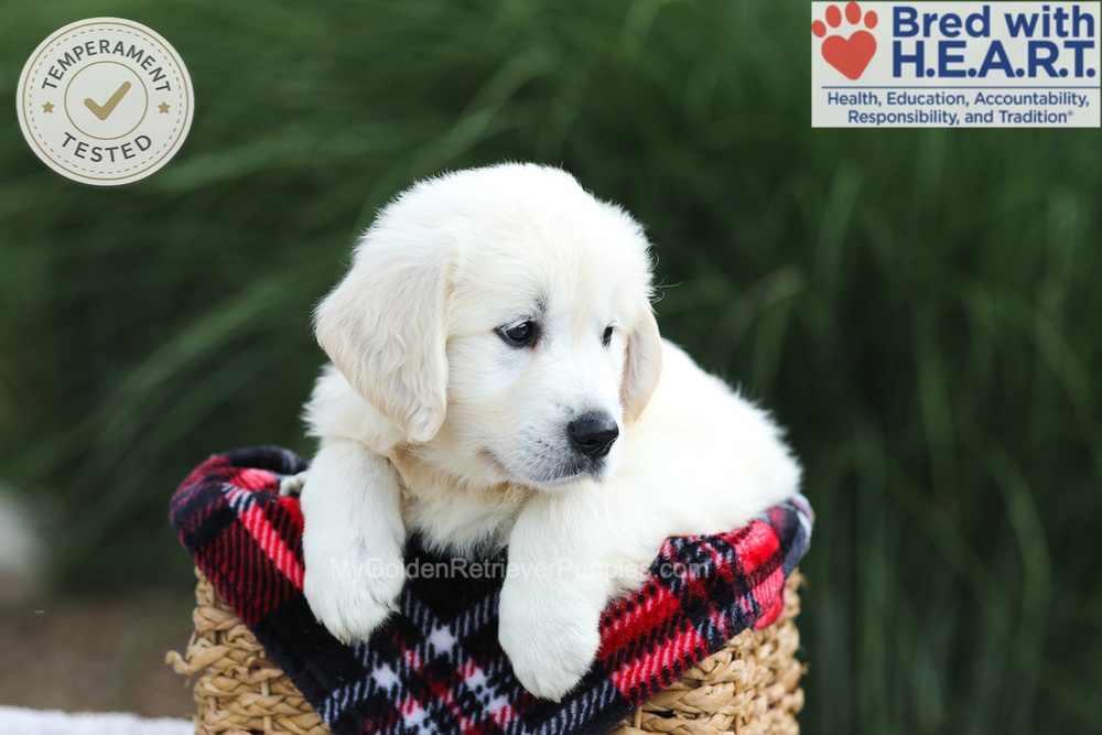 Leo Image of Leo, a Golden Retriever puppy