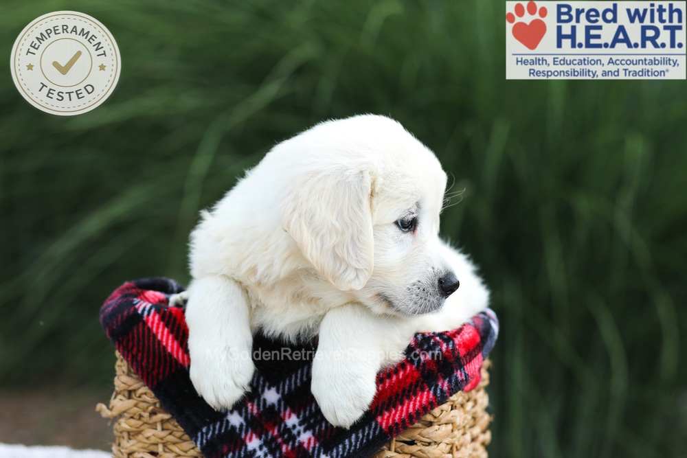 Leo Image of Leo, a Golden Retriever puppy