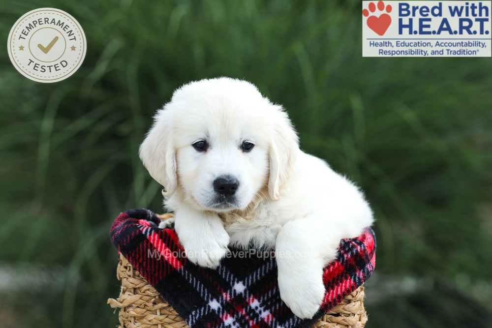 Leo Image of Leo, a Golden Retriever puppy