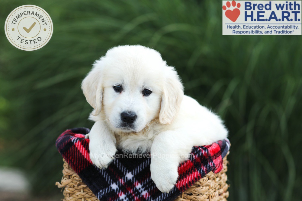 Leo Image of Leo, a Golden Retriever puppy