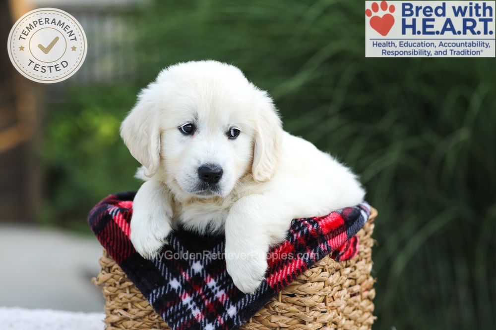 Leo Image of Leo, a Golden Retriever puppy