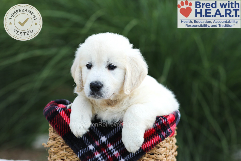 Leo Image of Leo, a Golden Retriever puppy