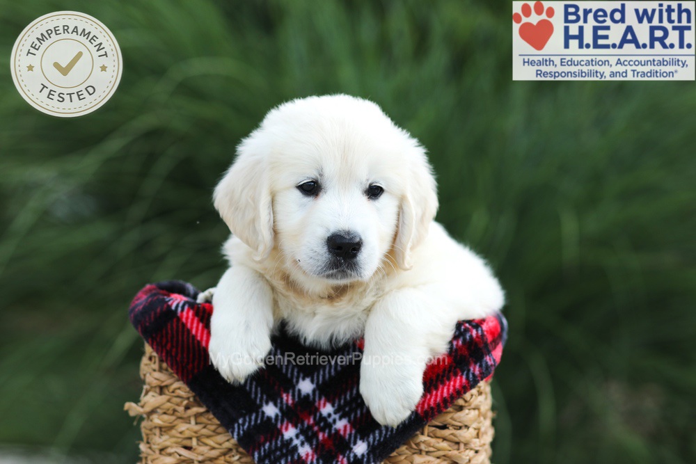 Leo Image of Leo, a Golden Retriever puppy