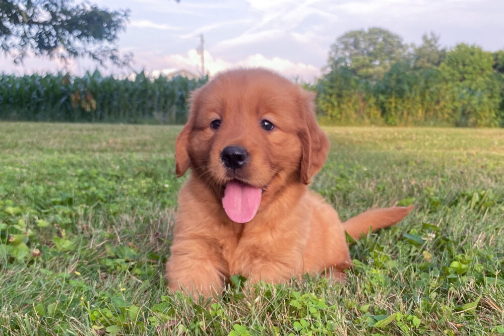 Lucy Image of Lucy, a Golden Retriever puppy