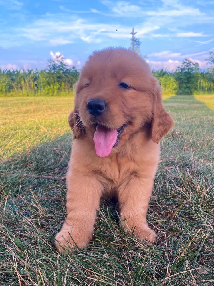 Lucy Image of Lucy, a Golden Retriever puppy