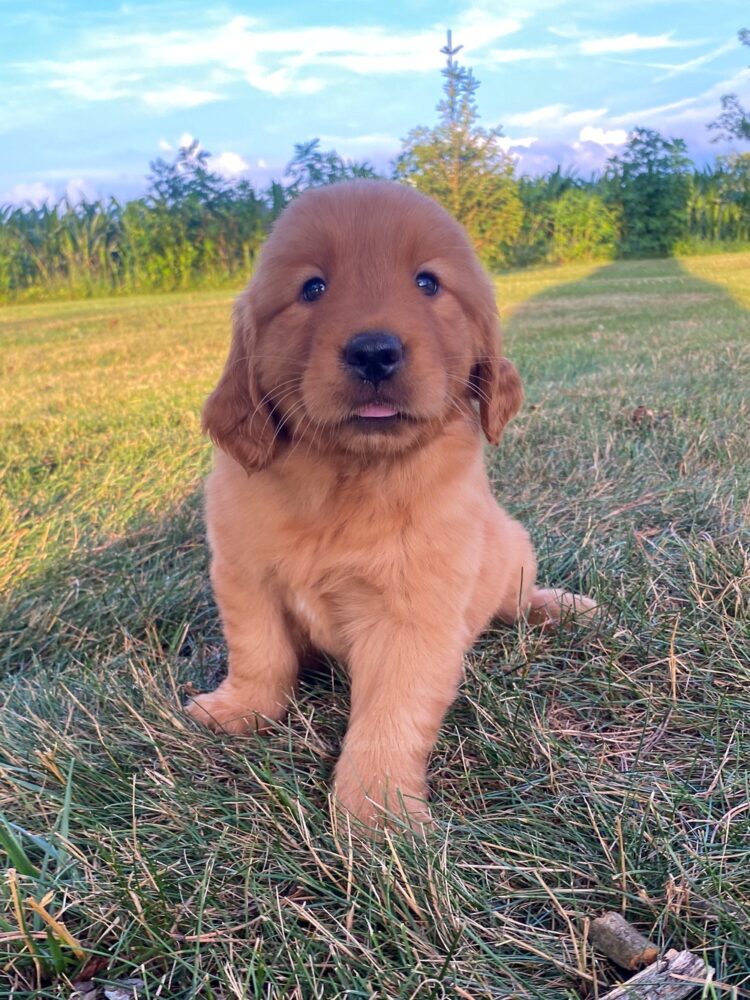 Lucy Image of Lucy, a Golden Retriever puppy
