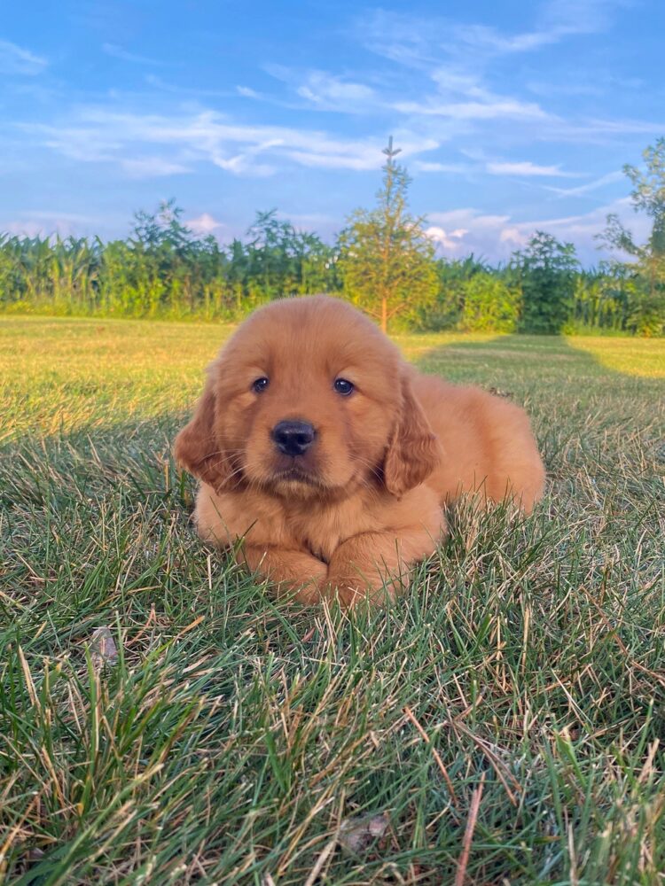 Lucy Image of Lucy, a Golden Retriever puppy
