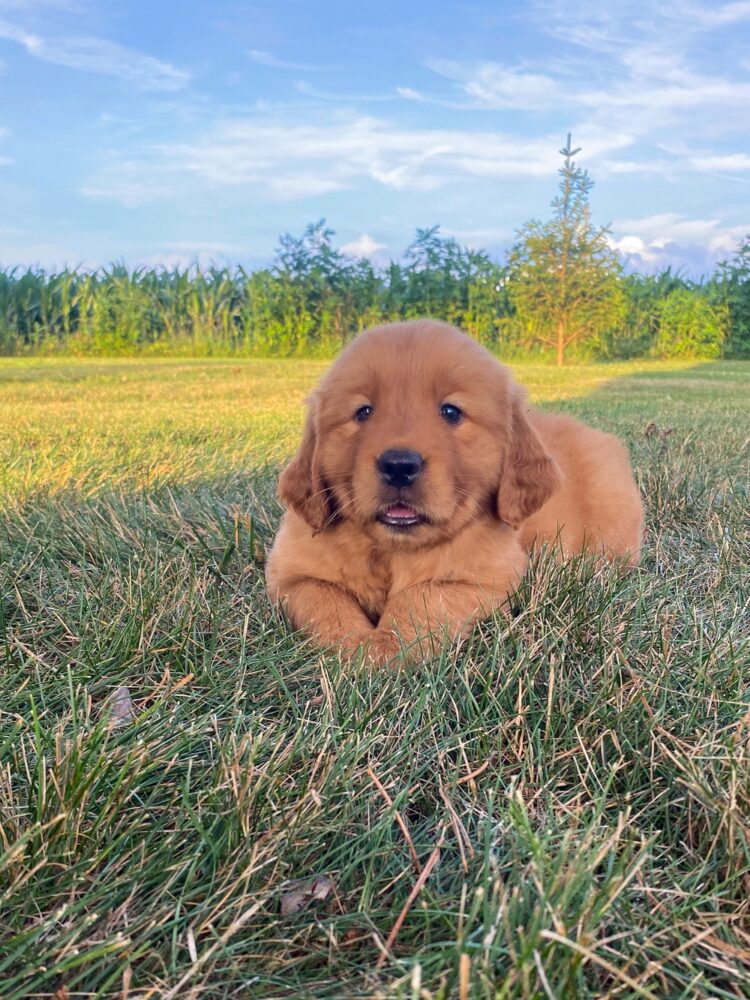 Lucy Image of Lucy, a Golden Retriever puppy