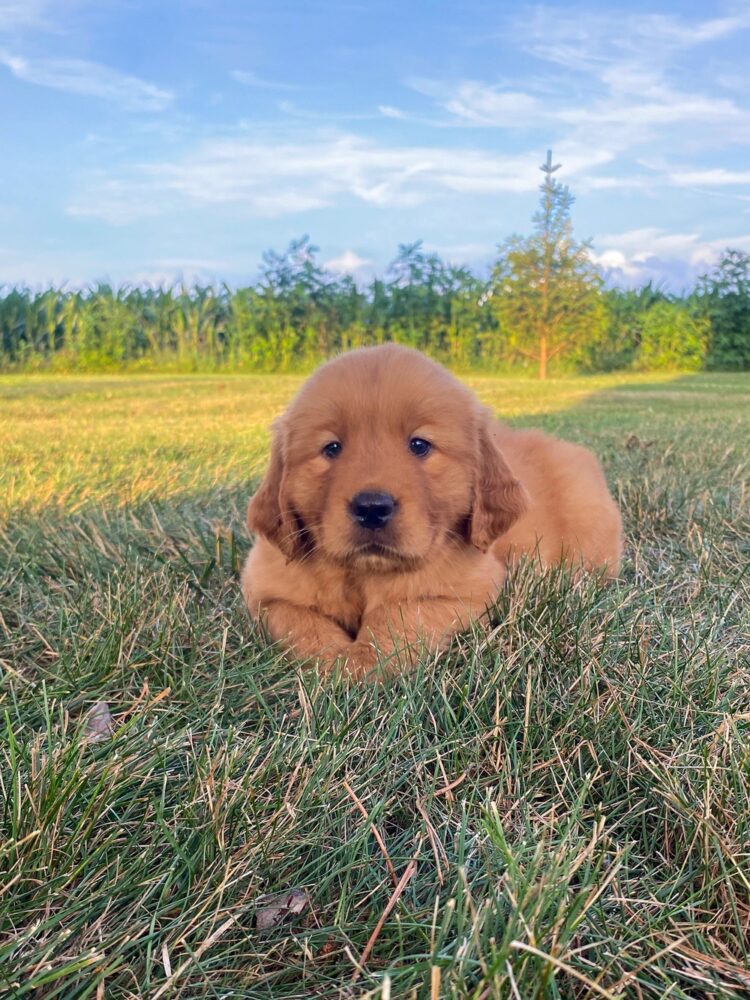 Lucy Image of Lucy, a Golden Retriever puppy