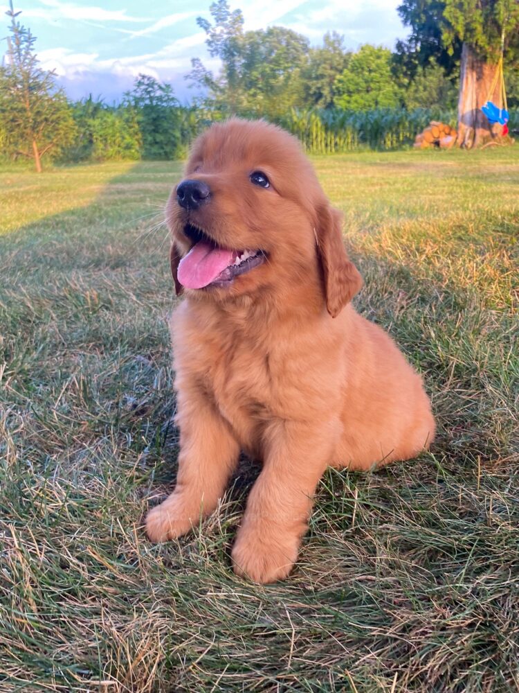 Lucy Image of Lucy, a Golden Retriever puppy