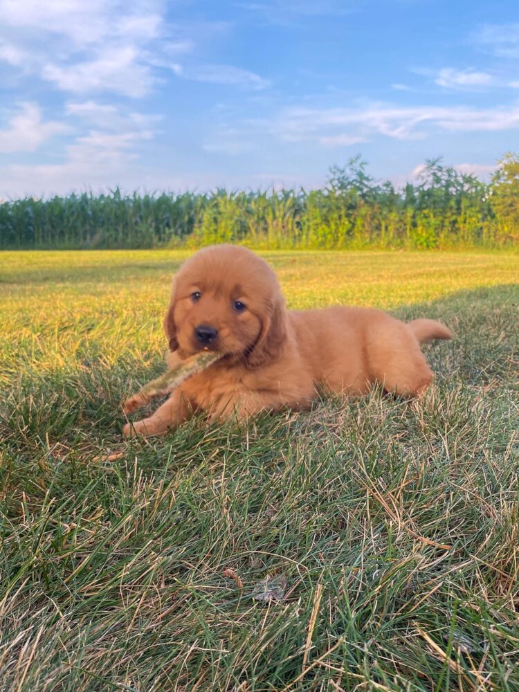 Lucy Image of Lucy, a Golden Retriever puppy