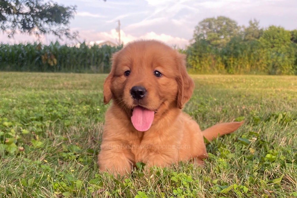 Lucy Image of Lucy, a Golden Retriever puppy