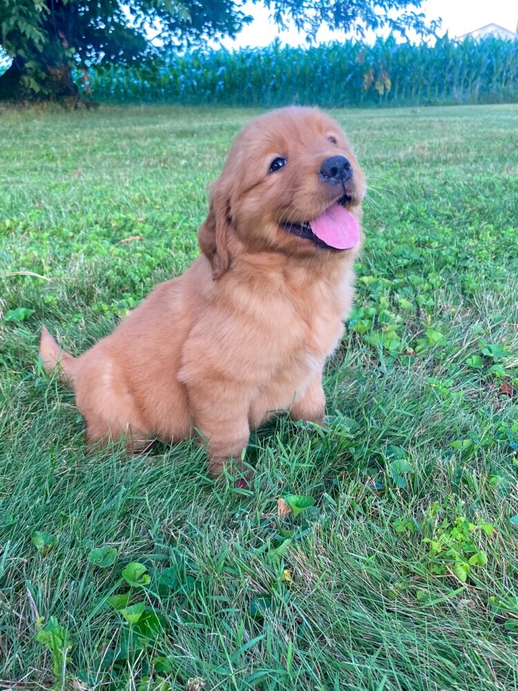 Lucy Image of Lucy, a Golden Retriever puppy